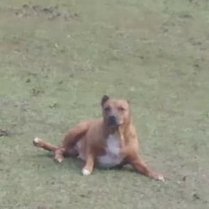 Meet your Posher, Robbie